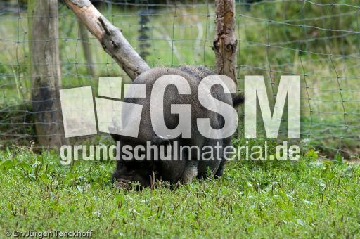 Hängebauchschwein (18 von 37).jpg